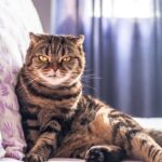 Photo Cat, adoption